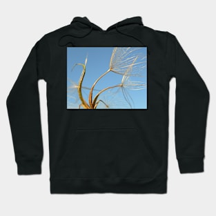 Goatsbeard Hoodie